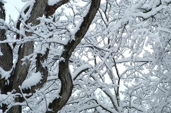 cool shot of trees