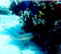 squirrel fish,blue tang, and rock beauty