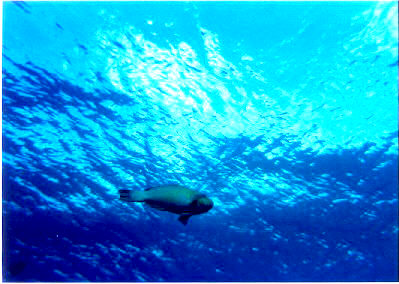 Parrotfish towards the Sky