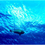 Parrotfish towards the Sky