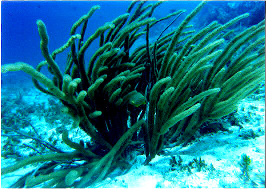 Sea Plants