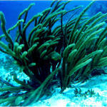 Sea Plants