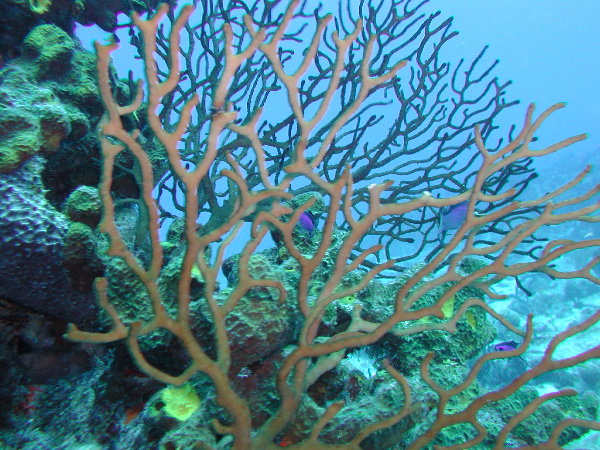 reeftrees