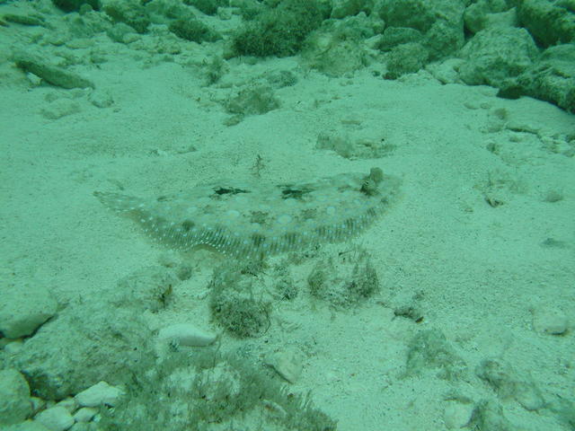 cammo flounder,Chankanaab