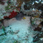 peeking toadfish