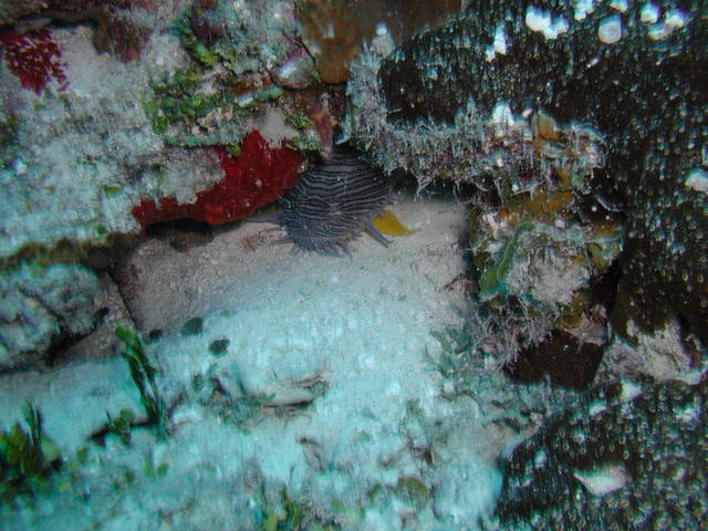 peeking toadfish