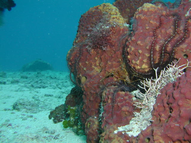 arrow crab and coral