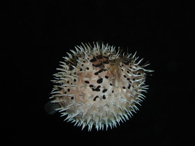 pufferfish, expanded