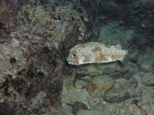 pufferfish, night