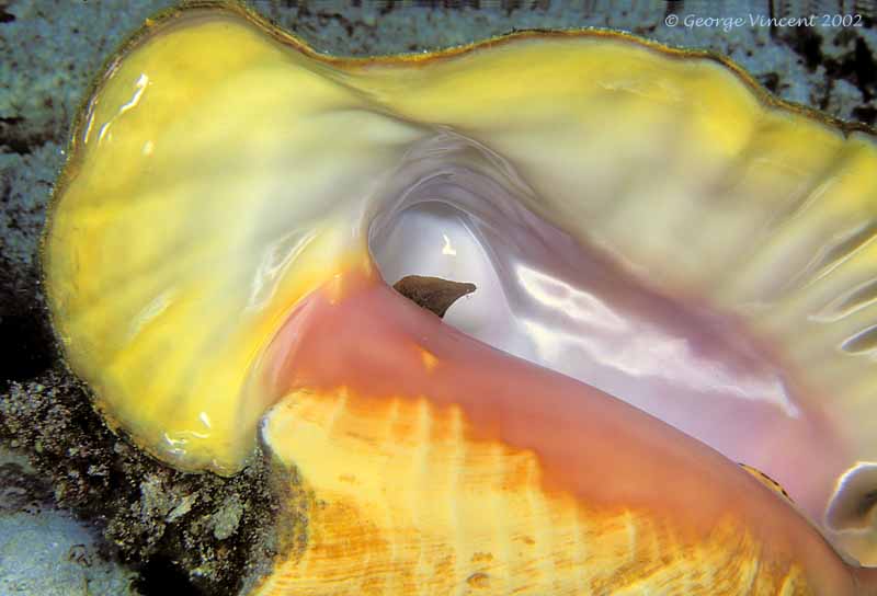 conchshell