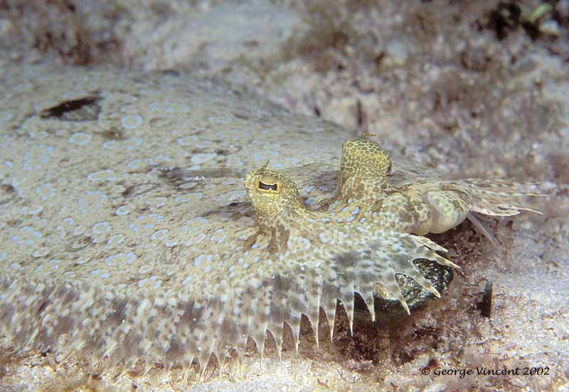 peacockflounder