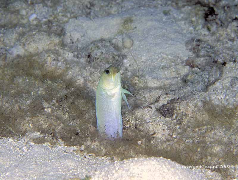 yellowjawfish1