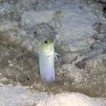 yellowjawfish1