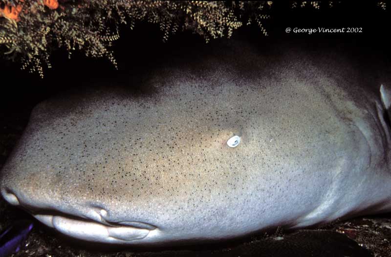 bignurseshark