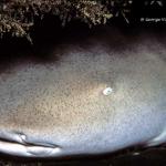 bignurseshark