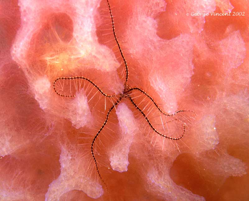 brittlestar