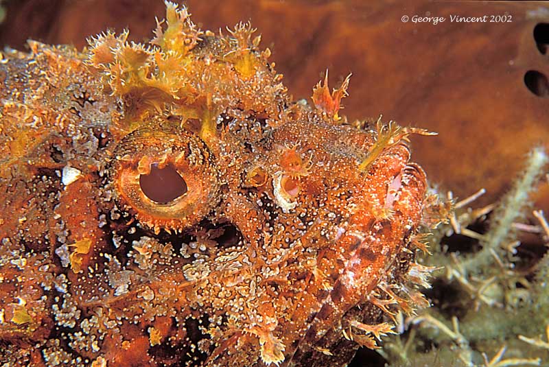 scorpionfish