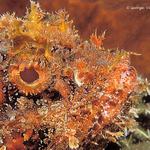 scorpionfish