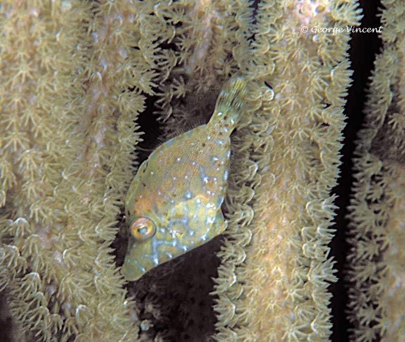 slenderfilefish