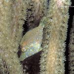 slenderfilefish