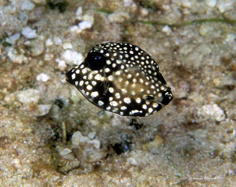 trunkfishbaby