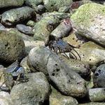 06. Crabs having just dined on sea urchins