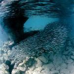 09. A school of baitfish under the dock