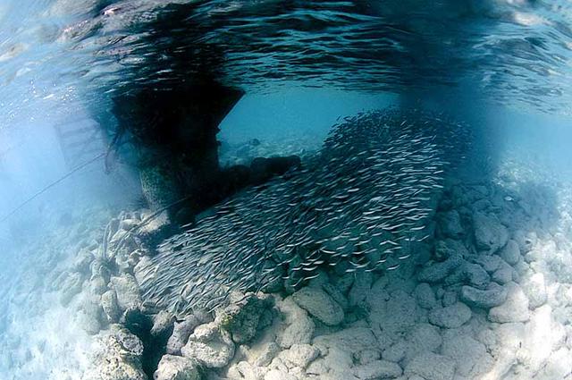 09. A school of baitfish under the dock