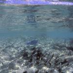 10. Tangs following a Blue Parrotfish