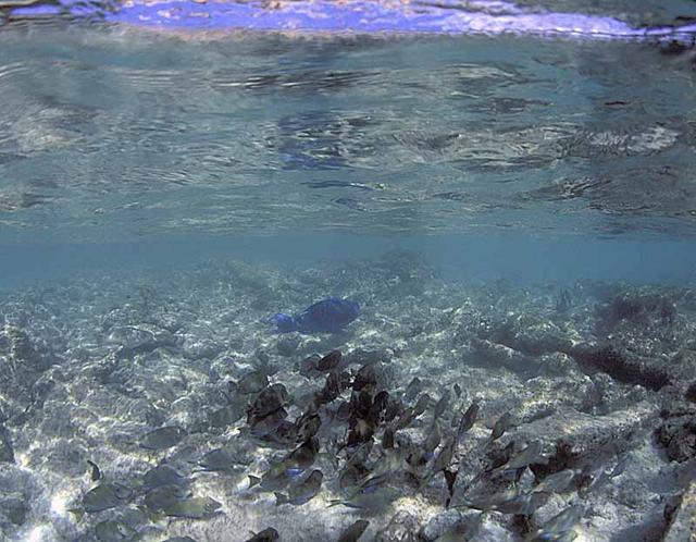 10. Tangs following a Blue Parrotfish