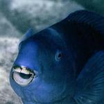 11. Blue Parrotfish "Boss of the Shallows"