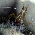 12. Scarlett Striped Cleaner Shrimp