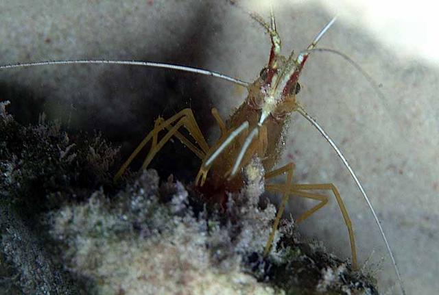 12. Scarlett Striped Cleaner Shrimp