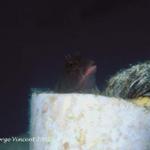 13. Redlip Blenny in the PVC pipe holding mooring line