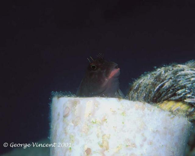 13. Redlip Blenny in the PVC pipe holding mooring line