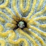 15. Secretary Blenny in Brain Coral