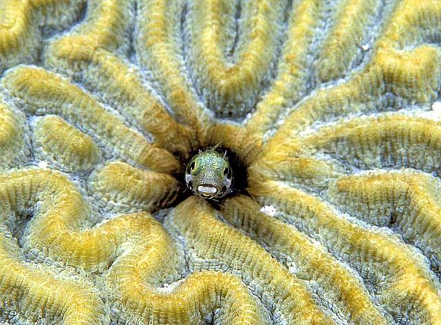 15. Secretary Blenny in Brain Coral