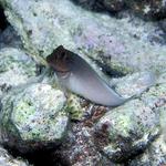 16. Red Lip Blenny Bicolor