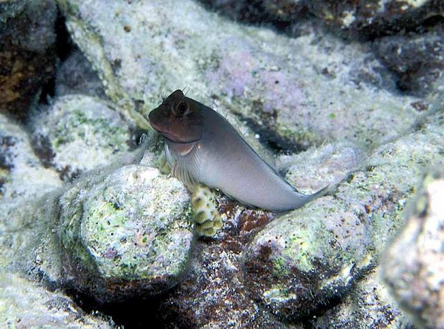 16. Red Lip Blenny Bicolor