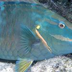 19. Stoplight Parrotfish