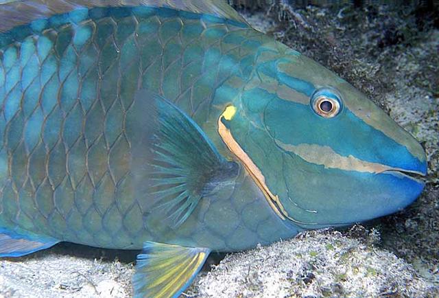 19. Stoplight Parrotfish