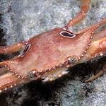 20. Ocellate Swimming Crab