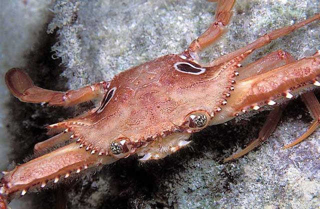 20. Ocellate Swimming Crab