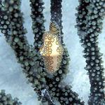 21. Flamingo Tongue