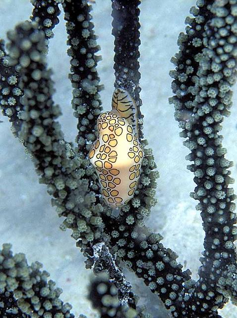 21. Flamingo Tongue