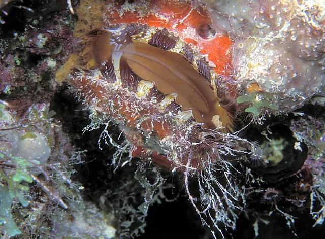 26. Atlantic Thorny Oyster