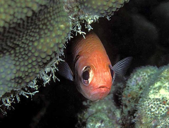 29. Cardinalfish