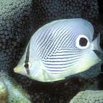 30. Foureye Butterflyfish