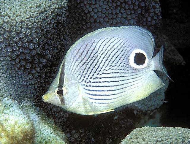 30. Foureye Butterflyfish