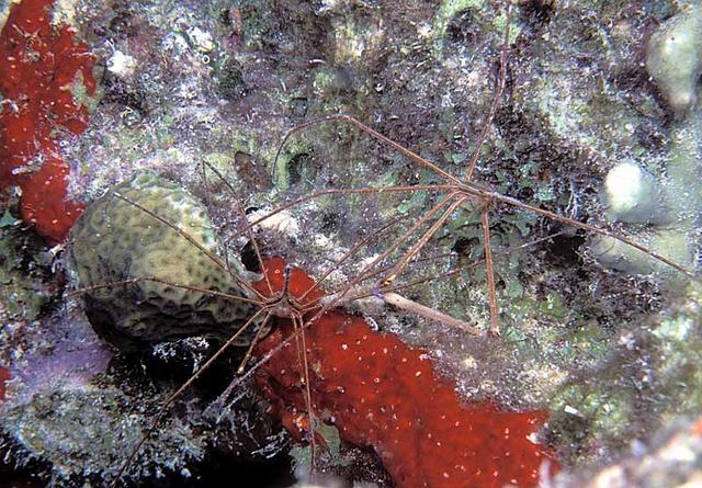 33. Mating Arrow Crabs